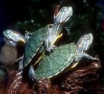 180px-REDSLIDER01 180px-REDSLIDER01
