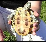 180px-REDSLIDER02 180px-REDSLIDER02