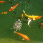 280px-Goldfish_in_outdoor_pond 280px-Goldfish_in_outdoor_pond