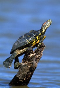 Red-eared-Slider-F2