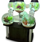 Silverfish Aquarium