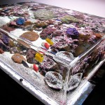 Zeroedge Aquarium